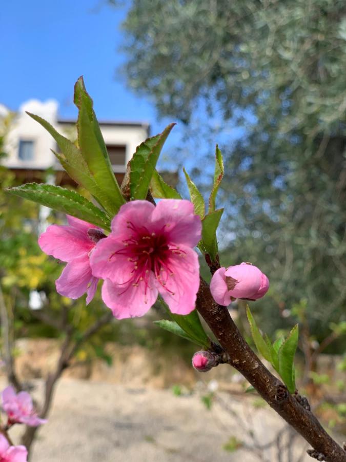 Beach Villa Gladiolus Neo Chorio Bagian luar foto